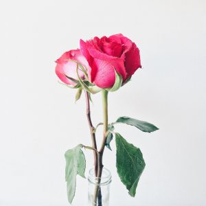 Rose-rose-symbole-de-la-beauté-Kate-et-James