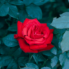 Rose rouge avec ses feuilles vertes