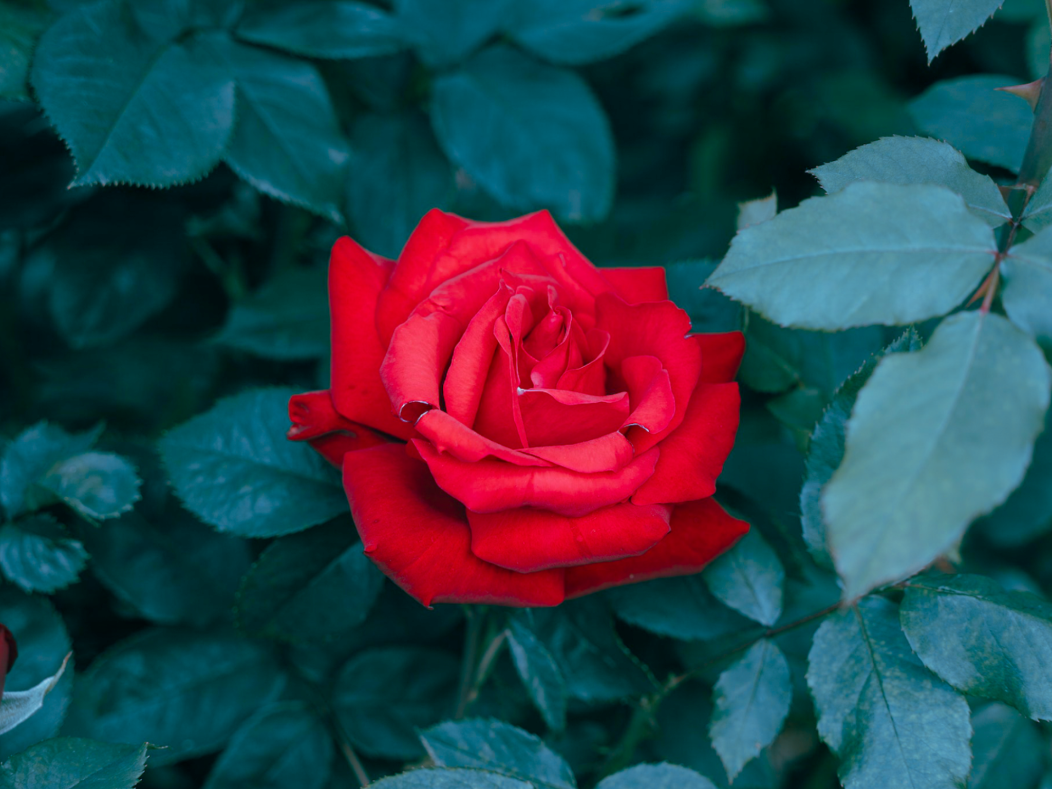 La rose rouge symbole de l’amour